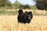 CHOW CHOW 030